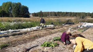 Market Garden, Family farm, Homestead, agroforestry, community garden.