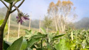 Azienda Agricola biologica con orto frutteto da realizzare e animali