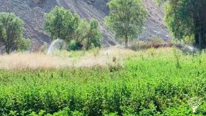 Vineyard, Family farm