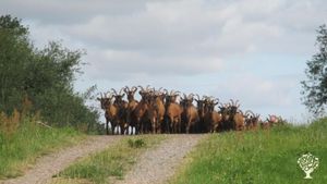 Glinder Ziegen on Tour