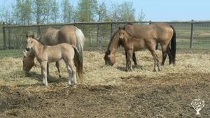 Horse Ranch - Breeding registered stock, training and sales