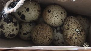 Family farm in the Åland Archipelago with bees, hens and vegetables.