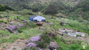 백리향 꽃이 만개한 4월의 봄