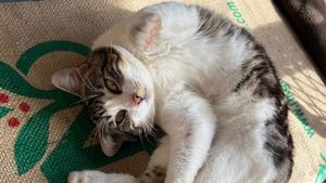 Eco-Paradise in our off-grid Quinta in central Portugal