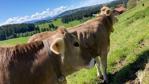 Biobauernhof im Allgäu