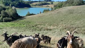 Elevage de chèvres des Pyrénées avec transformation fromagère