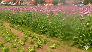 Ekologická farma v Čechách