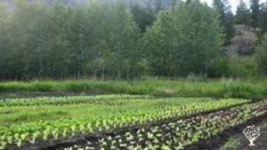 Family home and garden - rural, Market Garden, Farm