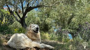 Family-owned Olive Oil & Pomegranate farm practicing Permaculture and rescuing stray cats and dogs