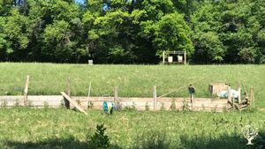 Petite ferme en poules pondeuses bio, arboriculture et maraichage .