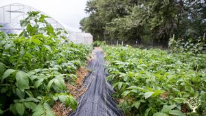 Community garden nestled in the Tobacco Root Mountains of MT