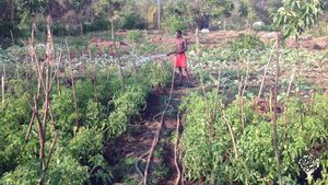 Current project:-
Our horticulture Community garden
