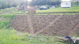 Lieu en construction pour devenir un jardin pédagogique, un lieu d'échanges autour du végétal.
