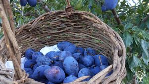 Intentional community of 12-ish young-ish people in Lebanon, New Hampshire