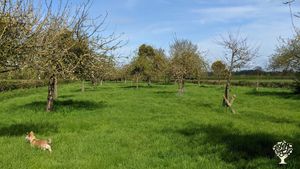 Restoring an old orchard & fruit/Nut/Veg plot on 1.5 acres on the edge of the Somerset Levels.