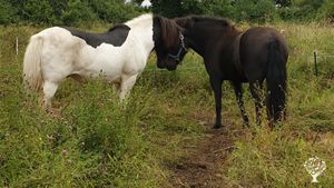 Small community working on permaculture and Christian spirituality