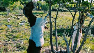 Goat Farm with Forest Regeneration and Community Carbon Scheme