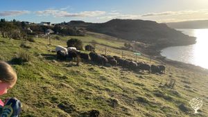 Croft by the sea with native sheep, felting and berry orchard