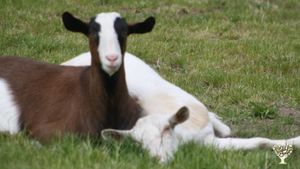 Family home and garden - rural, Educational Centre, Horse Ranch, Livestock Farm, Apiary