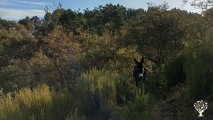 Farm in the center of Portugal