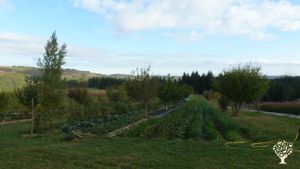 les légumes