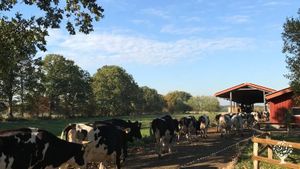 Milchviehbetrieb mit Weidehaltung