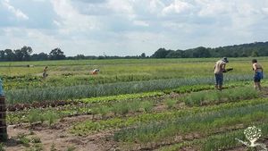 A farm 50 minutes to Berlin and 0 minutes to the lake. dunkeys, canoes and much work in the field