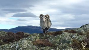Old Norse sheep and extensive coastal heathland management based on traditional practices. Kitchen g