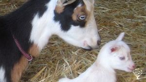 Sustainable family farm raising a variety of heirloom vegetables, alliums, & heritage livestock