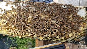 Large vegetable garden, Berry Orchard and layer hens as well as 3 horses and alpacas