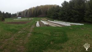 Lower Field 