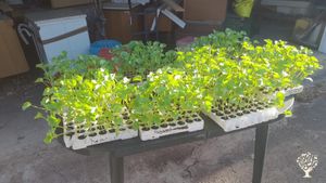 Piante di melone da seme