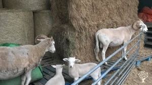 Family,Farm&Animals,Nature