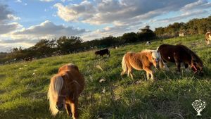 <JJ123>작은말들과 함께 가꾸는 퍼머컬쳐 재생농업 농장 / A Permaculture Regenerative Farm Cultivated with Small Horses