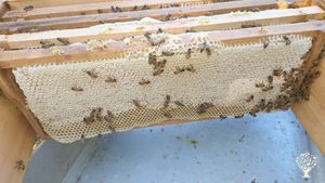 Apiculture bio Nature et Progrès