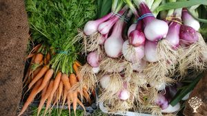 Azienda agricola "market garden" a gestione familiare. Agricoltura  rigenerativa