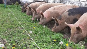 A year-round diversified farm with 2 acres of market gardens and 900 acres rotational animal grazing