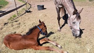 Natural horse breeding, organic vegetable growing and small-scale forestry.