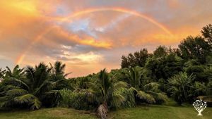 64 acres of macadamia nut trees, sustainable/Regenerative food forest, and gardens on Big Island