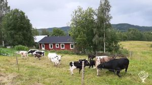 Our house and a part of the cow herd