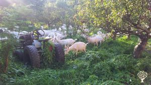 Kleiner Bio-Bauernhof in der Oberlausitz