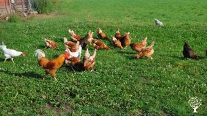 We eat nice and fresh eggs in different colours. 