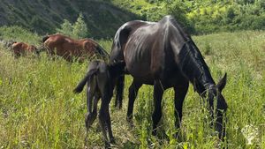 On our regenerative farm we breed horses, goats and cows. We cultivate nut, olive and fruit trees