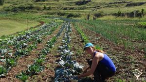Maraîchage, produits transformés, pépinière fruitière dans le Parc National des Cévennes