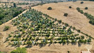 Mixed Farm