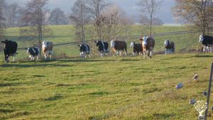 Garden - rural, Livestock Farm, Orchard, Mixed Farm, Farm, Woodlot, Family farm, Kühe