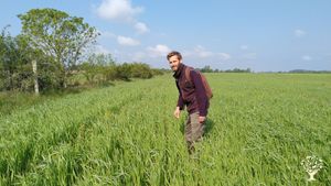 Paysan boulanger, production de céréales, farine et pains