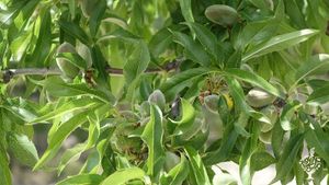 Agritourism Destination, Eco Retreat, Flower Garden Farm, Fruit tree nursery, Orchard, Family farm