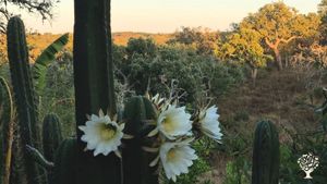 Cactus Sanctuary & Regenerative Farm (Syntropic Agriculture)