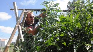 Homestead, permaculture, natural building, sintropic agroforestry